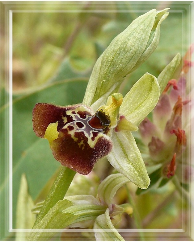 Popolazione ibridogena tra Ophrys lacaitae e Ophrys gracilis